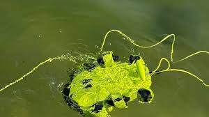 Image result for 3D Diving Club