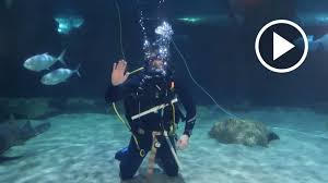 Image result for Cleveland Divers