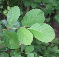 Attēlu rezultāti vaicājumam “Frangula alnus leaf”