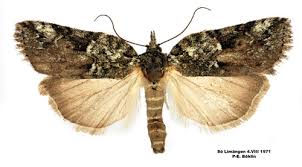 Attēlu rezultāti vaicājumam “Nycteola sp.”