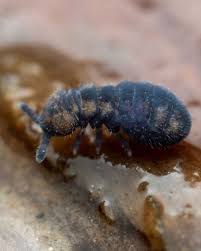 Attēlu rezultāti vaicājumam “Lamproderma elasticum sessile”