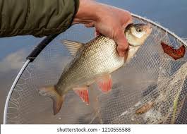 Attēlu rezultāti vaicājumam “Leuciscus idus”