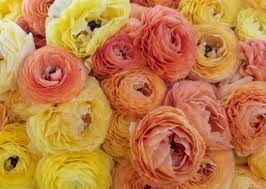 Attēlu rezultāti vaicājumam “Ranunculus brunnescens”