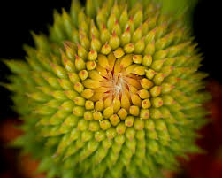 Attēlu rezultāti vaicājumam “Picea abies female flower”