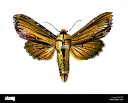 Attēlu rezultāti vaicājumam “Cucullia verbasci”