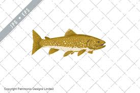 Image result for Salvelinus namaycush