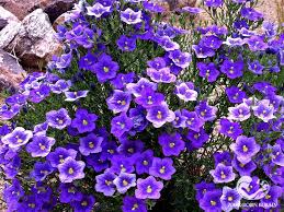 Image result for Nierembergia