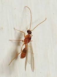 Attēlu rezultāti vaicājumam “Formicidae”