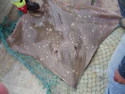 Image result for Dipturus batis