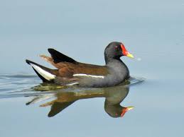 Attēlu rezultāti vaicājumam “Gallinula chloropus adult”