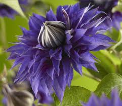 Image result for clematis multi blue