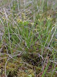 Attēlu rezultāti vaicājumam “Carex pauciflora”