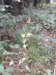 Attēlu rezultāti vaicājumam “Arrhenatherum elatius”