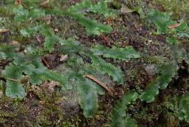 Attēlu rezultāti vaicājumam “Conocephalum”