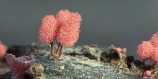 Attēlu rezultāti vaicājumam “Arcyria denudata young”