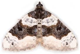 Attēlu rezultāti vaicājumam “Cosmorhoe ocellata”