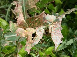 Attēlu rezultāti vaicājumam “Coleosporium sp.”