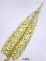 Attēlu rezultāti vaicājumam “Bryum caespiticium”