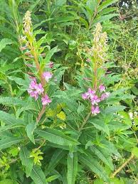 Attēlu rezultāti vaicājumam “Epilobium angustifolium leaf”