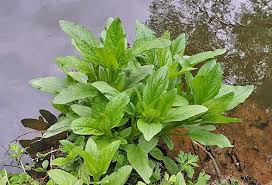 Attēlu rezultāti vaicājumam “Scrophularia umbrosa flower”
