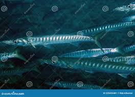 Image result for Sphyraena viridensis