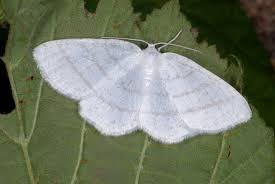 Attēlu rezultāti vaicājumam “Cabera pusaria”