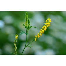 Attēlu rezultāti vaicājumam “Melilotus”