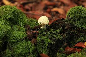 Attēlu rezultāti vaicājumam “Amanita citrina”