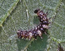 Attēlu rezultāti vaicājumam “Polygonia c-album larva”