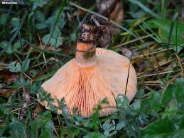 Attēlu rezultāti vaicājumam “Lactarius deterrimus”