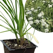 Image result for Allium tuberosum