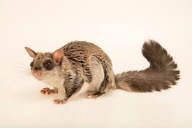 Attēlu rezultāti vaicājumam “Hoplia parvula imago”