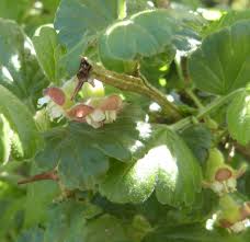 Attēlu rezultāti vaicājumam “Ribes uva-crispa flower”