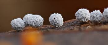 Attēlu rezultāti vaicājumam “Didymium squamulosum macro”