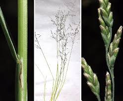 Attēlu rezultāti vaicājumam “Puccinellia distans”