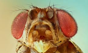 Attēlu rezultāti vaicājumam “Drosophila melanogaster”