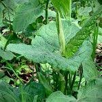 Attēlu rezultāti vaicājumam “Reynoutria sachalinensis fruit”