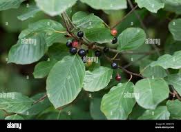 Attēlu rezultāti vaicājumam “Frangula alnus fruit”