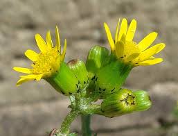 Attēlu rezultāti vaicājumam “Senecio vulgaris flower”