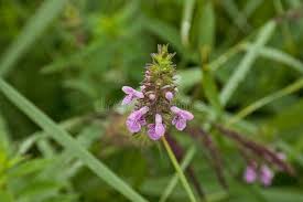 Attēlu rezultāti vaicājumam “Stachys palustris flower”