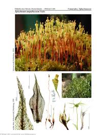 Attēlu rezultāti vaicājumam “Splachnum ampullaceum”