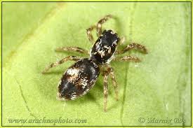 Attēlu rezultāti vaicājumam “Salticus sp.”