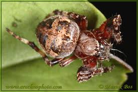Attēlu rezultāti vaicājumam “Larinioides cornutus”