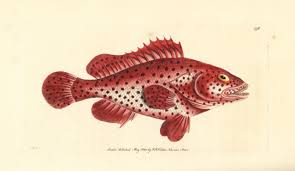 Image result for Epinephelus guttatus