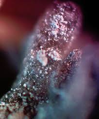 Attēlu rezultāti vaicājumam “Stemonitopsis hyperopta var. landewaldii young”