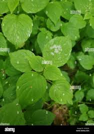 Attēlu rezultāti vaicājumam “Circaea alpina leaf”