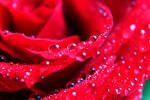 Roses Pictures | HD Wallpapers Best