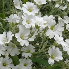 Image result for cerastium tomentosum