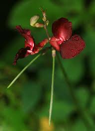 Attēlu rezultāti vaicājumam “Enteridium liceoides macro”