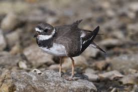 Attēlu rezultāti vaicājumam “Charadrius hiaticula adult”